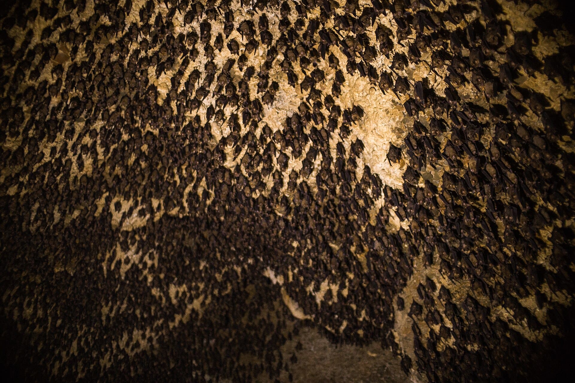 Bat Cave & Mahendra Cave Tour