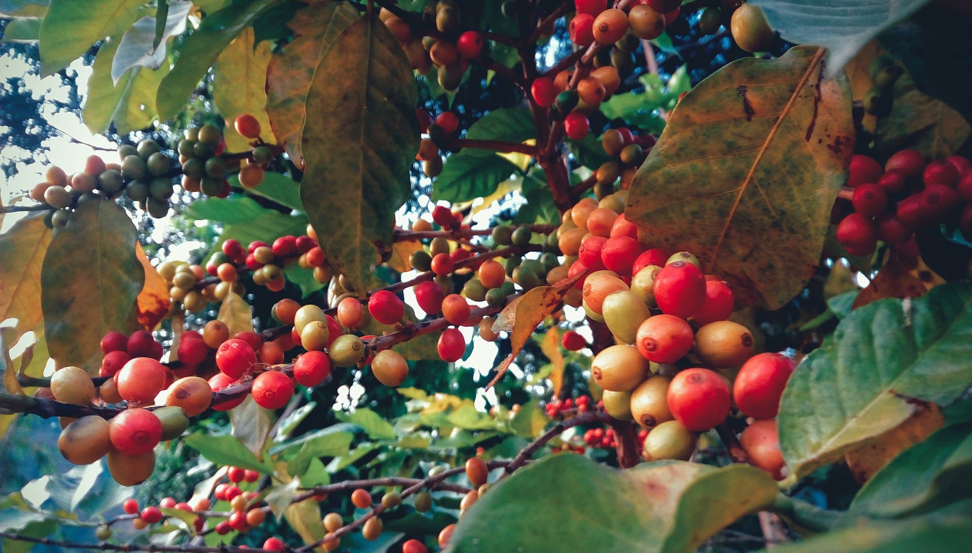 Coffee & Farm Tours
